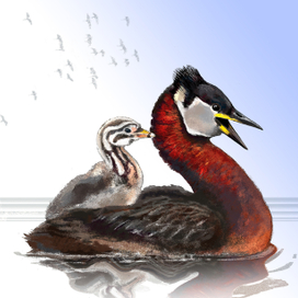 Серощёкая поганка (Podiceps grisegena)