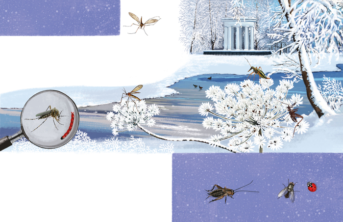 Зимние комарики и их друзья.