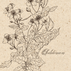 ЧИСТОТЕЛ (иллюстрация для упаковки)