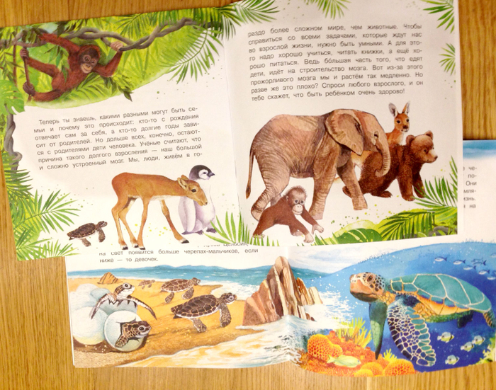 Иллюстрации для книги о животных