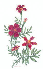 Tagetes