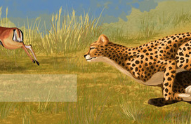Гепард и антилопы