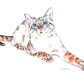 Тайский котик :-)