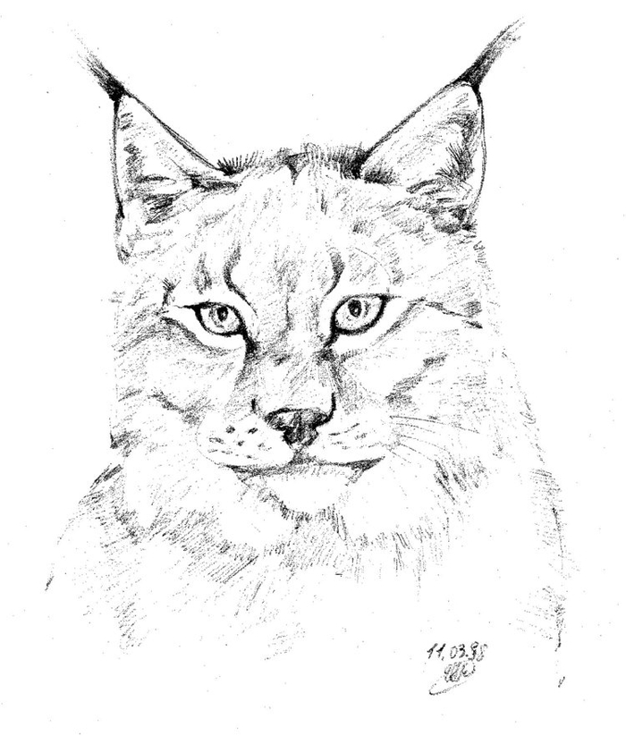 Рысь Сибирская