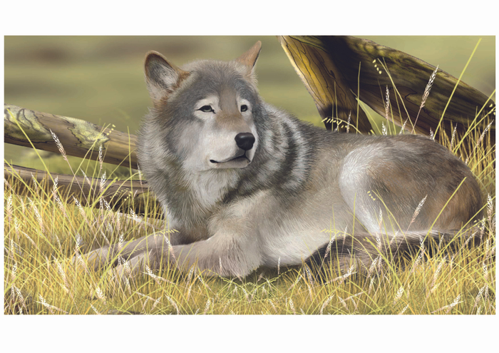 старый волк