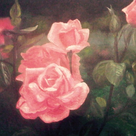 Розовые розы