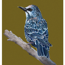 Скворец/Starling