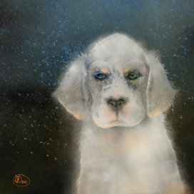 Маленький сеттер 