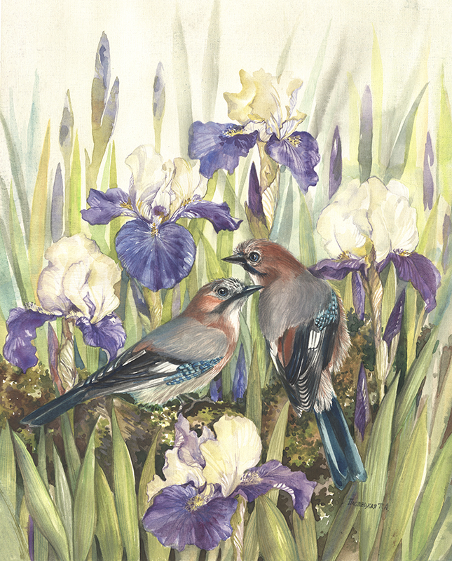 Две сойки в фиолетовых ирисах