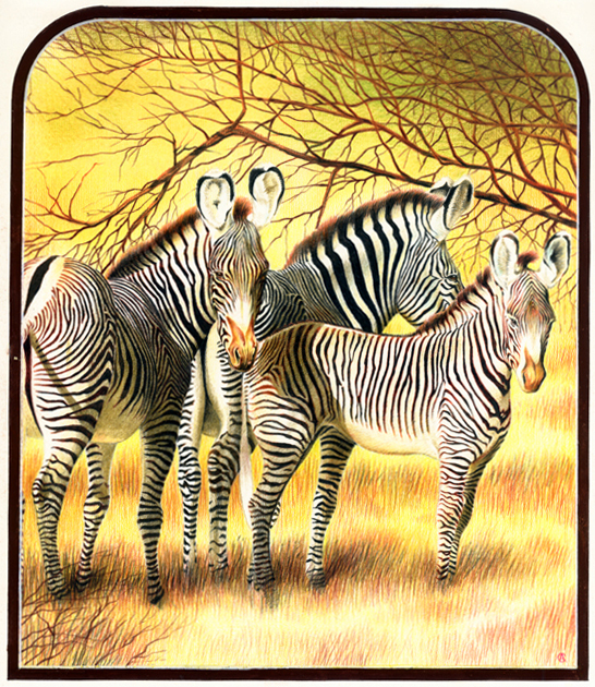 Зебры Греви