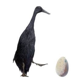 Утка индийский бегун черная