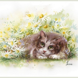 Ромашковый полдень