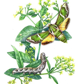 Научная иллюстрация "Бражник Комарова"