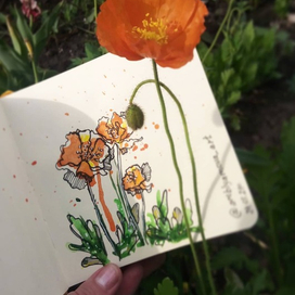 Солнечные маки