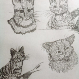 кошек много не бывает