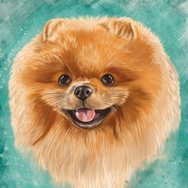 Портрет шпица