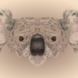 Иллюстрация коалы