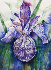 Ирисус обыкновеникус