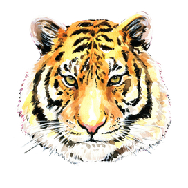 Морда тигра. Акварельная иллюстрация. 