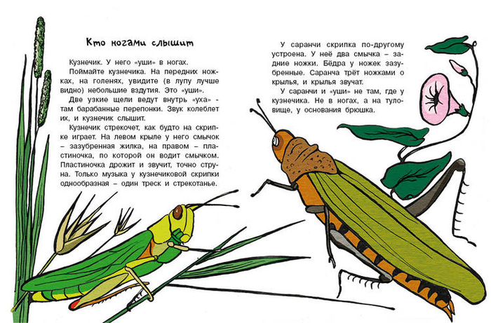 В траве трещат кузнечики скрипит жук. Рассказ о кузнечике. Сказка про кузнечика. Энциклопедия о Кузнечиках.