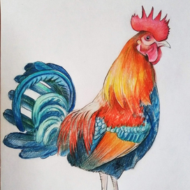 Петух на нашем дворе