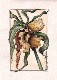 Орхидея (Dendrobium Nobilee)