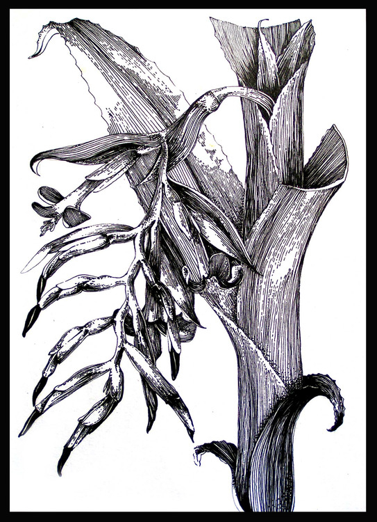 Методическое пособие к комплекту наглядных пособий по биологии "Растение и окружающая среда"