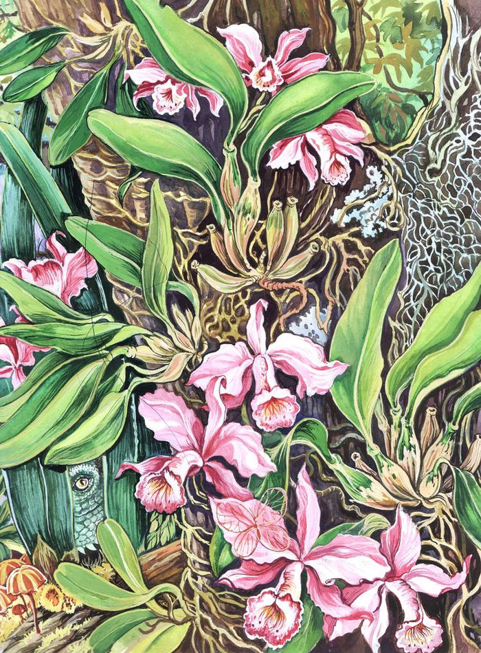 фрагмент тропического леса