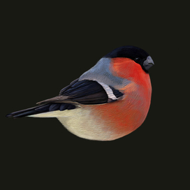 Bullfinch