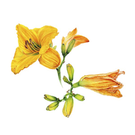 Акварельная ботаническая иллюстрация, желтые цветы лилии . 