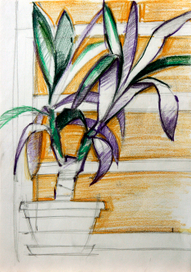 Домашнее растение