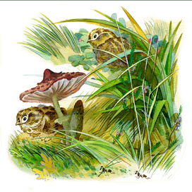 Рябчата " Про Томку"! ( изд."Малыш")