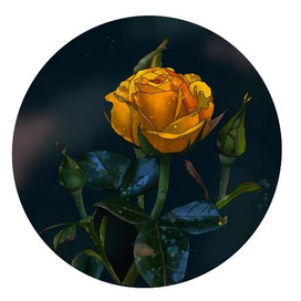 Роза желтая