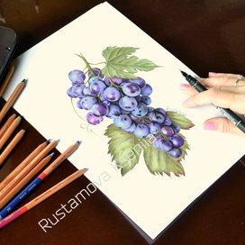 Фрукты. Синий виноград