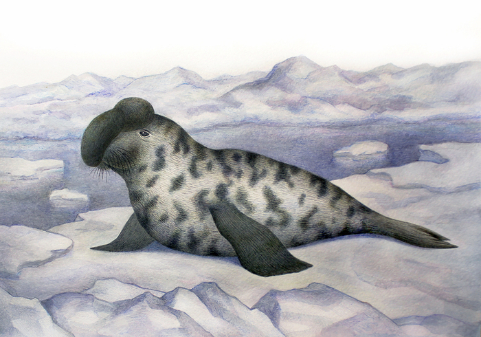 Хохлач Пантелеймон.