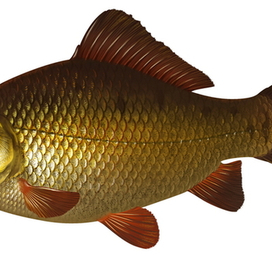 карась золотой