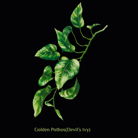 Ботаническая иллюстрация. Begonia Maculata