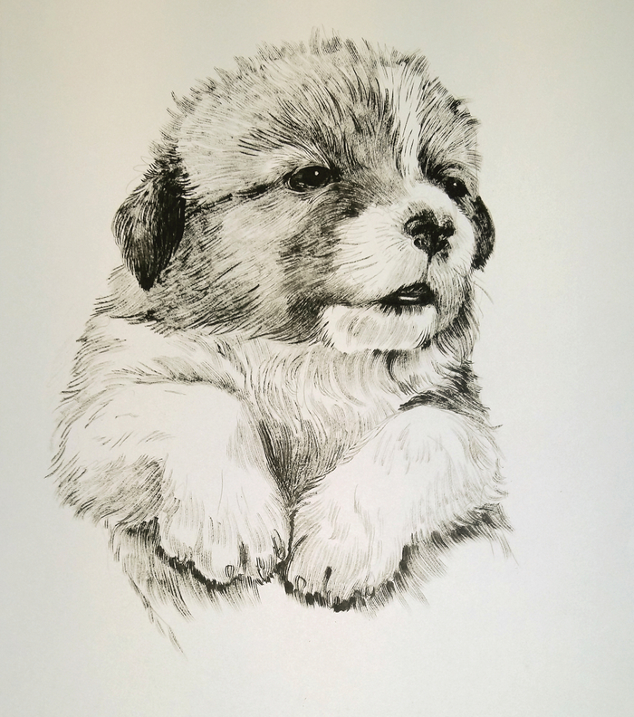 Щенок корги