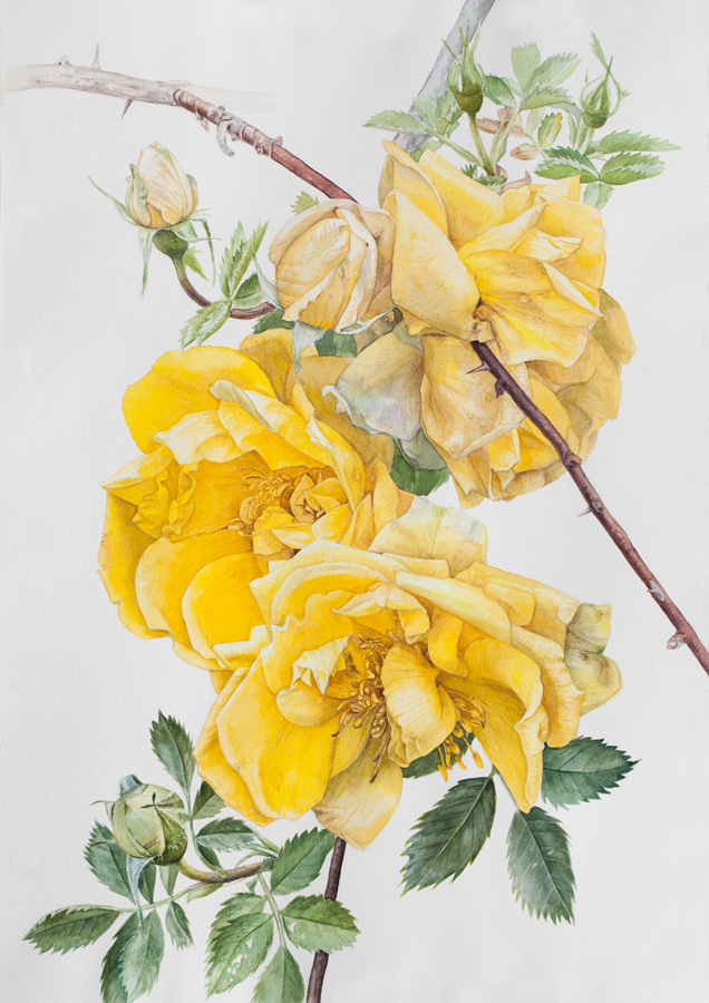 Декоративный желтый шиповник