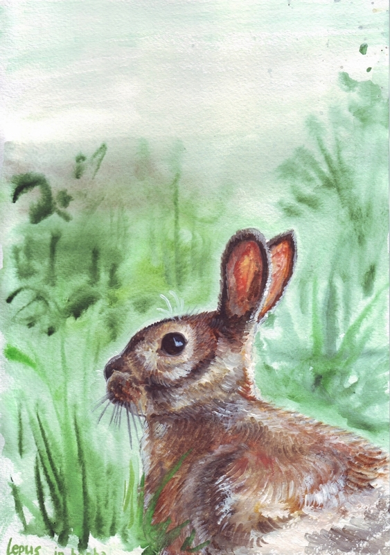 Lepus in herba