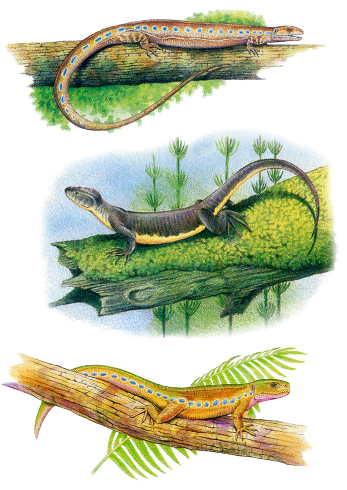 Вестлотиана; Урокордилюс; Тихвинския