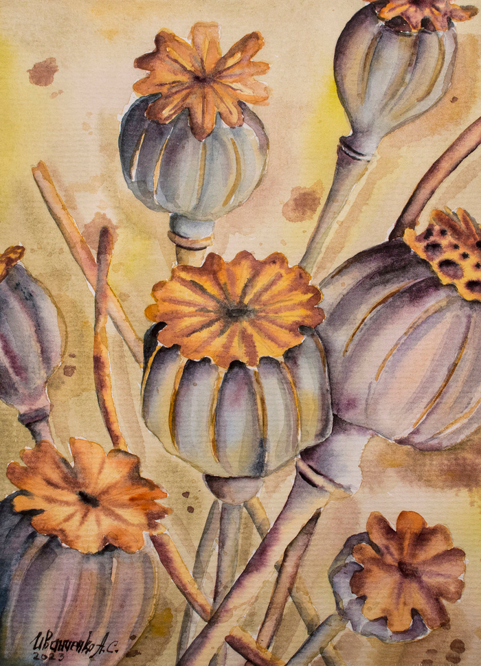 Маковые коробочки. Сухоцветы