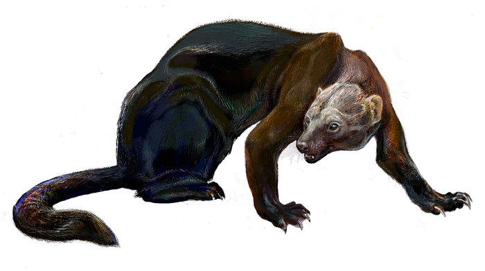  Тайра (Eira barbara) 