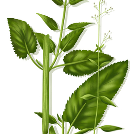 Растение ледникового периода 