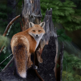 Лиса в лесу