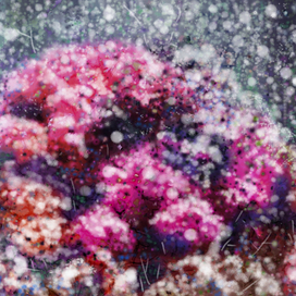 Январь. / история одного букета/