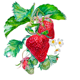 Ягоды клубники. ботаническая иллюстрация, выполнена акварелью и переведена в JPEG file с растушёвкой краёв, изолирована на белом фоне.