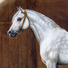 Арабский жеребец Насим