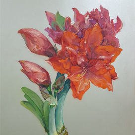 Красный амариллис