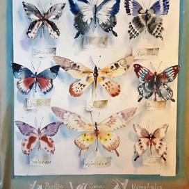 энтомологичекая коллекция